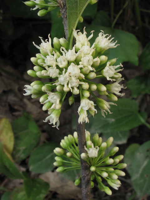 Sideroxylon lycioides (Buckthorn bumelia) #45068