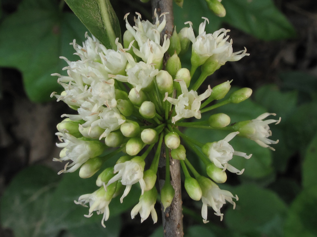 Sideroxylon lycioides (Buckthorn bumelia) #45069