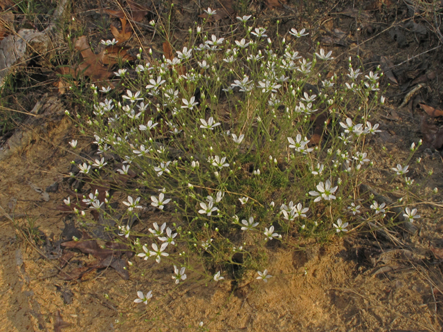 Minuartia caroliniana (Pine barren stitchwort) #45115