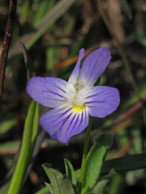 Viola bicolor (Field pansy) #45121