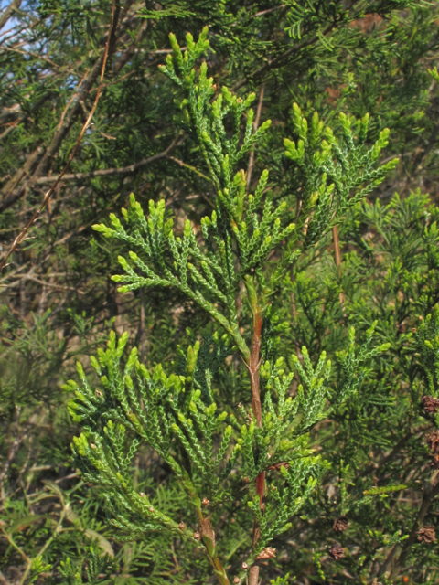 Chamaecyparis thyoides (Atlantic white cedar) #45122