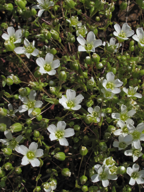 Minuartia uniflora (One-flower stitchwort) #45131