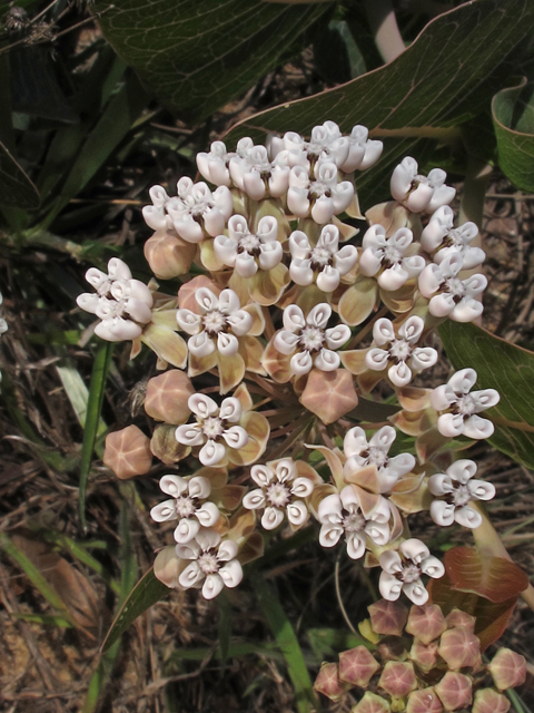 Asclepias humistrata (Pinewoods milkweed) #45142