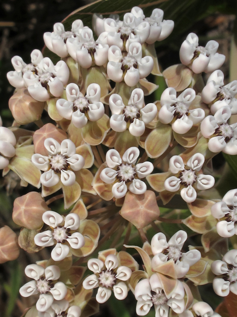 Asclepias humistrata (Pinewoods milkweed) #45143