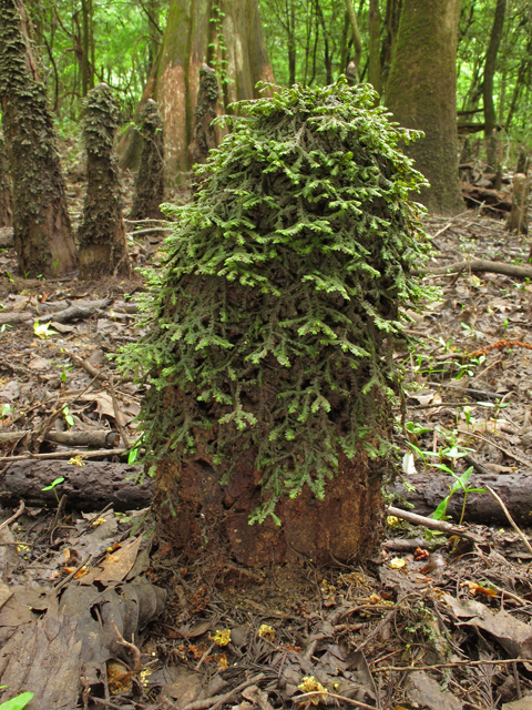 Taxodium distichum (Bald cypress) #45150
