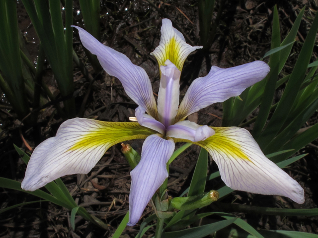 Iris virginica (Virginia iris) #45163