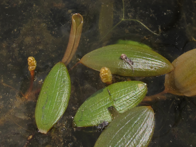 Potamogeton diversifolius (Waterthread pondweed) #45167