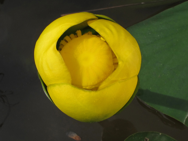 Nuphar lutea (Yellow pond lily) #45173