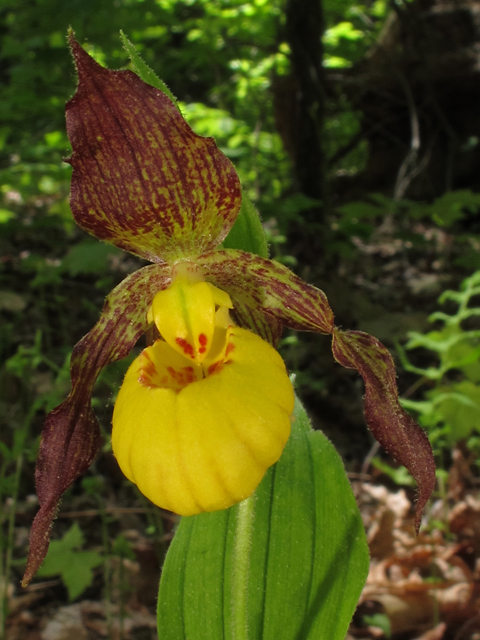 Cypripedium parviflorum (Yellow lady's-slipper orchid) #45175