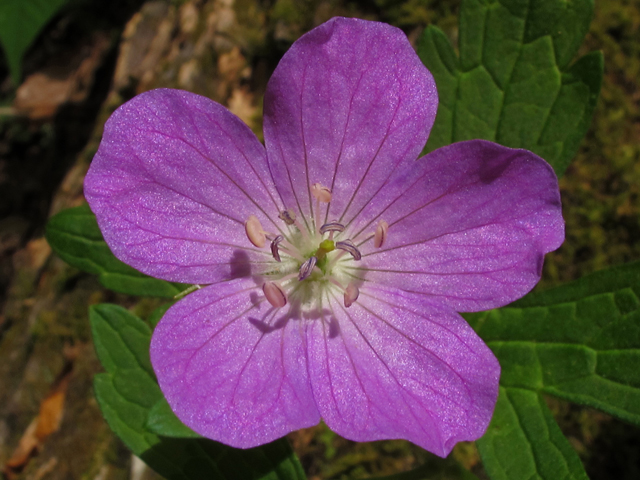 Geranium maculatum (Spotted geranium) #45176