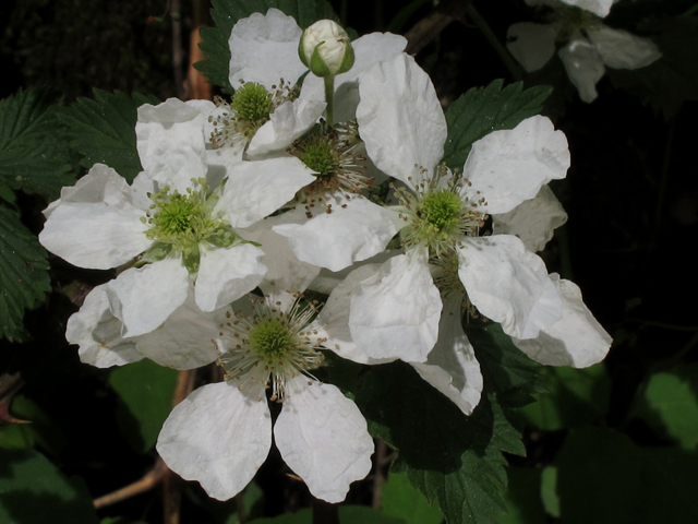 Rubus allegheniensis (Allegheny blackberry) #45177