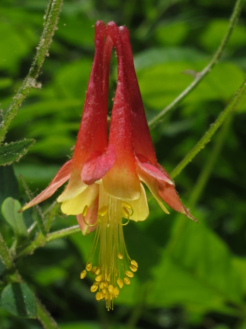 Aquilegia canadensis (Eastern red columbine) #45182