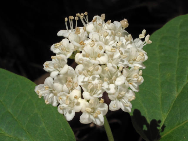 Viburnum acerifolium (Mapleleaf viburnum) #45199