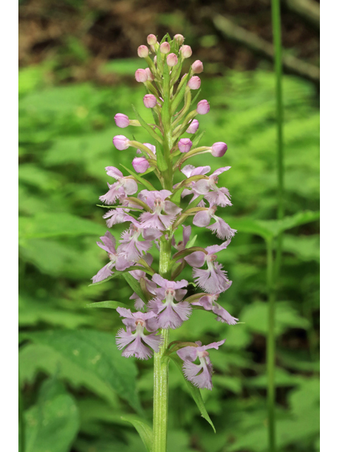 Platanthera psycodes (Lesser purple fringed orchid) #45212