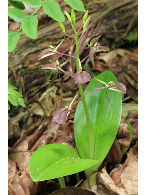 Liparis liliifolia (Brown widelip orchid) #45221