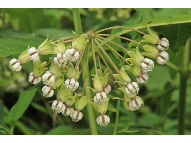Asclepias exaltata (Poke milkweed) #45222