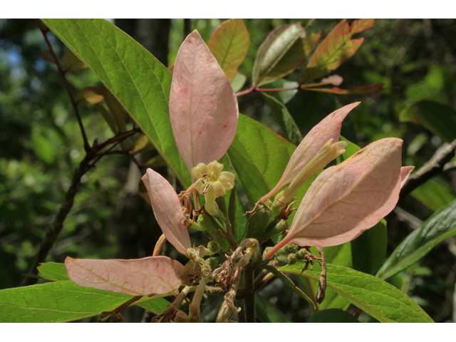Pinckneya bracteata (Fevertree) #45230