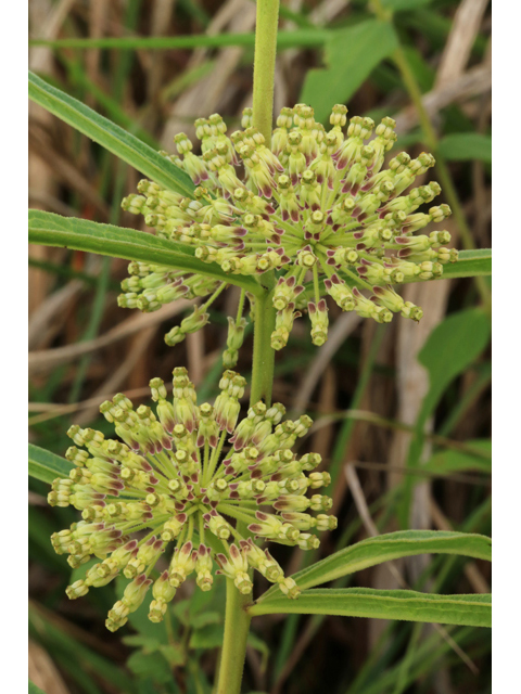 Asclepias hirtella (Green milkweed) #45235