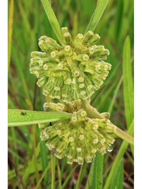 Asclepias viridiflora (Green comet milkweed) #45238
