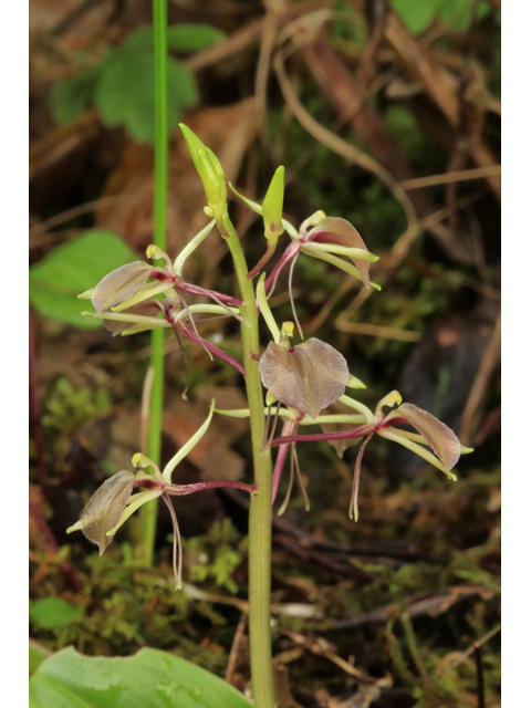 Liparis liliifolia (Brown widelip orchid) #45242