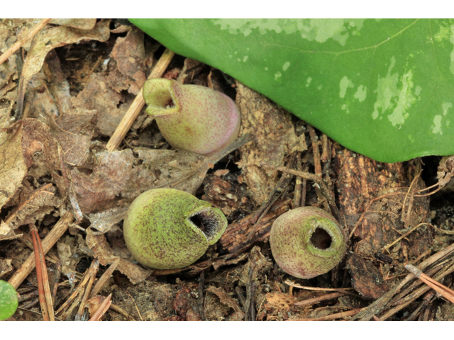 Hexastylis arifolia var. ruthii (Ruth's little brown jug) #45247