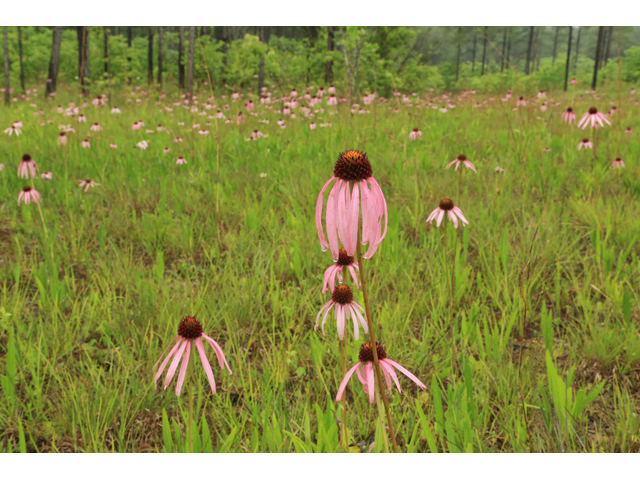 Echinacea simulata (Wavyleaf purple coneflower) #45251