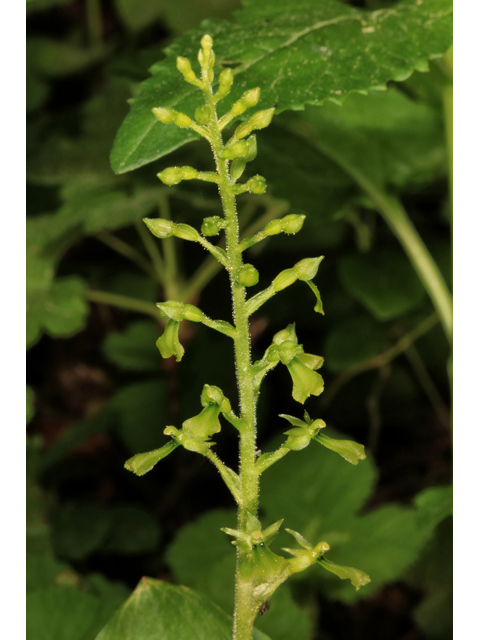 Listera caurina (Northwestern twayblade) #45252