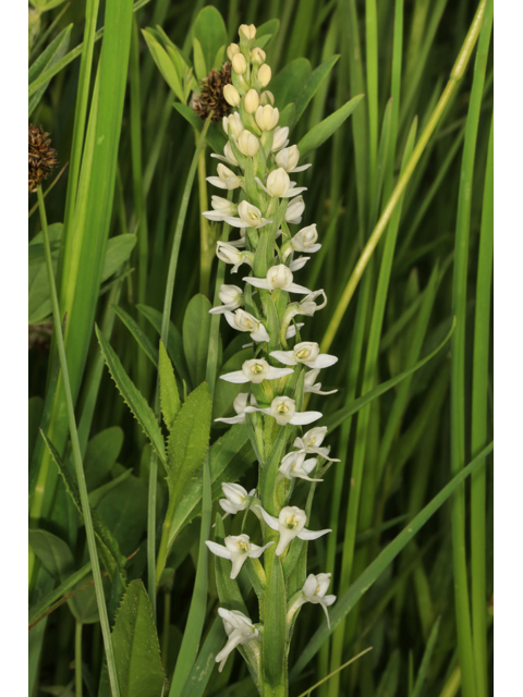 Platanthera dilatata var. leucostachys (Sierra bog orchid) #45253