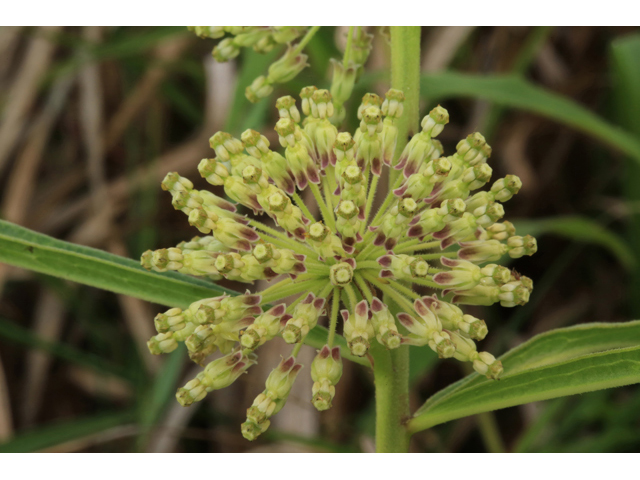 Asclepias hirtella (Green milkweed) #45257