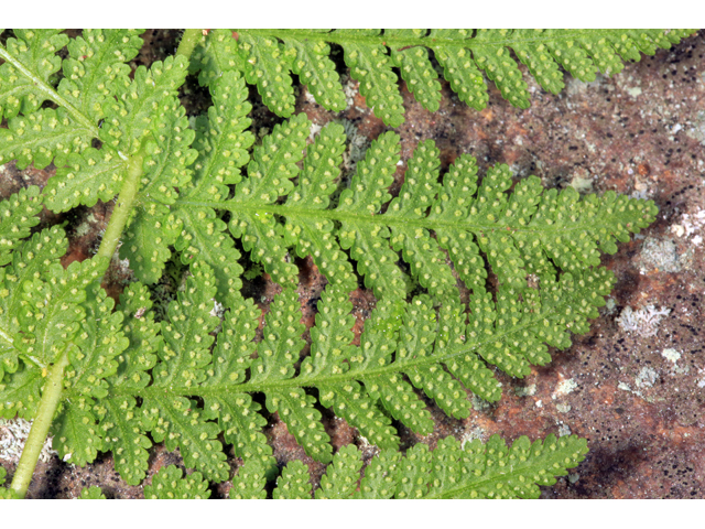 Woodsia appalachiana (Appalachian cliff fern) #45271