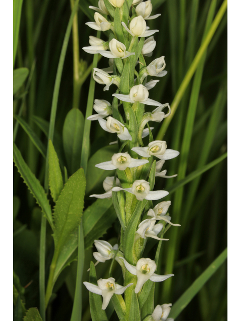 Platanthera dilatata var. leucostachys (Sierra bog orchid) #45274
