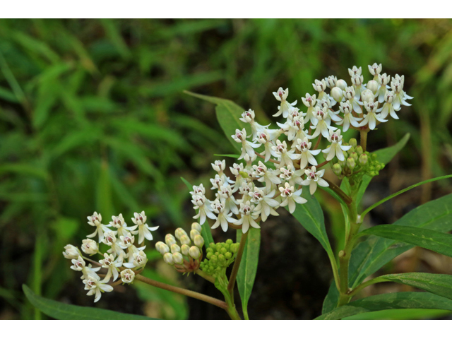 Asclepias perennis (White swamp milkweed) #45277