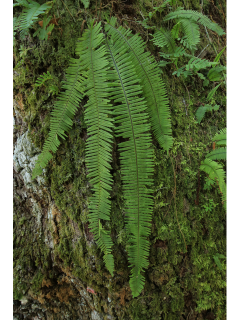 Pecluma plumula (Plumed rockcap fern) #45279