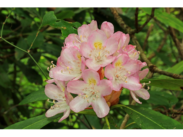 Rhododendron maximum (Great laurel) #45284