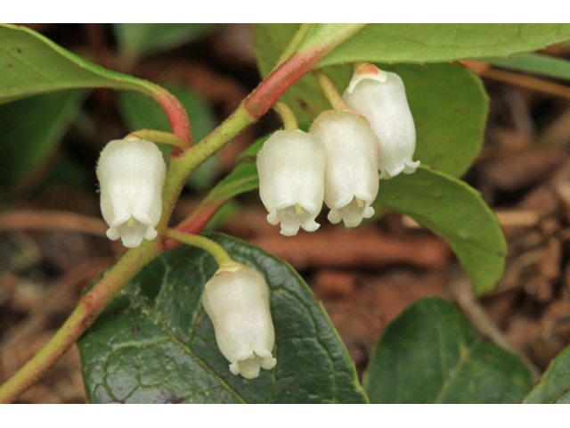 Gaultheria procumbens (Eastern teaberry) #45285