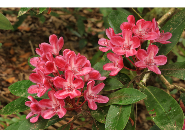 Rhododendron maximum (Great laurel) #45286