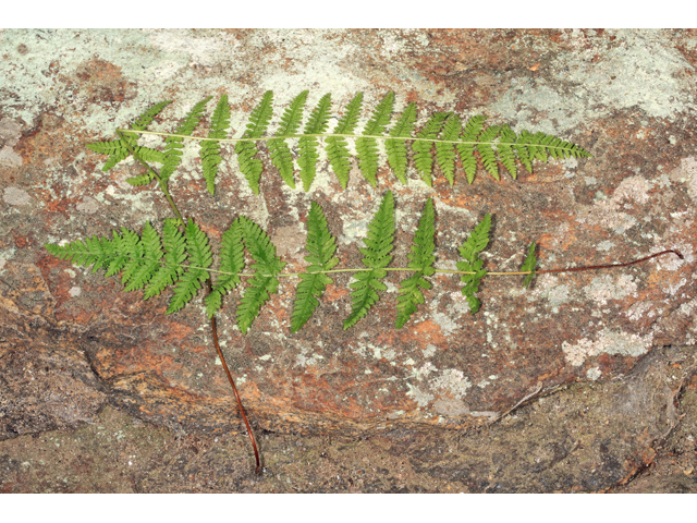 Woodsia appalachiana (Appalachian cliff fern) #45287