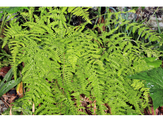 Woodsia appalachiana (Appalachian cliff fern) #45288