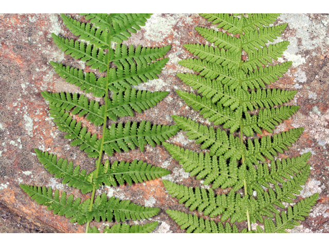 Woodsia appalachiana (Appalachian cliff fern) #45289