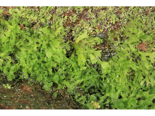Vittaria appalachiana (Appalachian shoestring fern) #45290