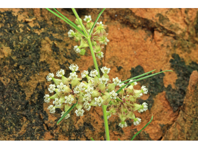 Asclepias verticillata (Whorled milkweed) #45292