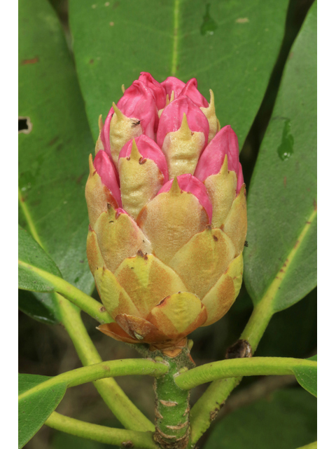 Rhododendron maximum (Great laurel) #45300