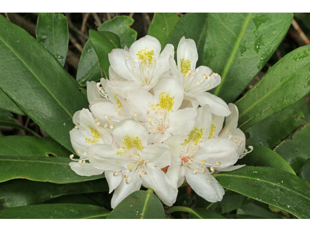 Rhododendron maximum (Great laurel) #45302