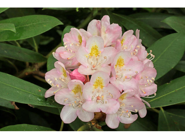 Rhododendron maximum (Great laurel) #45304