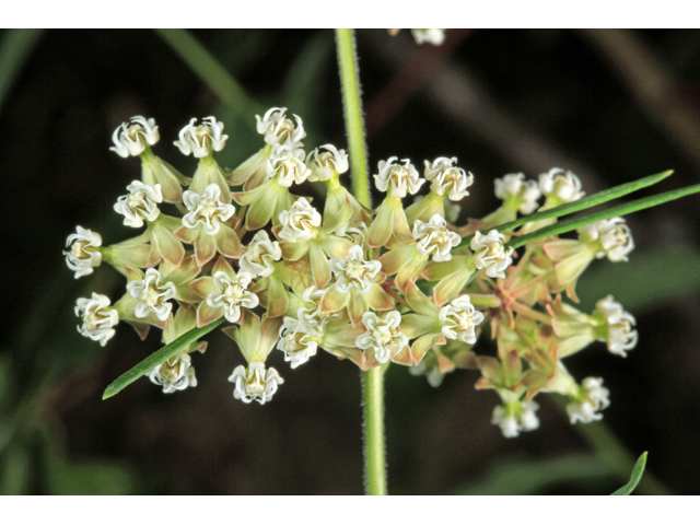 Asclepias verticillata (Whorled milkweed) #45309