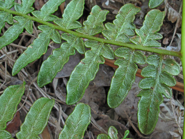 Pteridium aquilinum var. decompositum (Hawaiian bracken fern) #45318