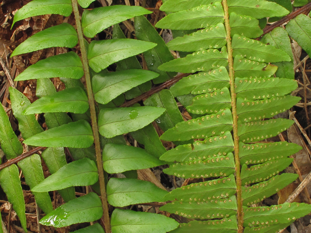 Nephrolepis exaltata ssp. hawaiiensis (Hawaiian boston fern) #45320