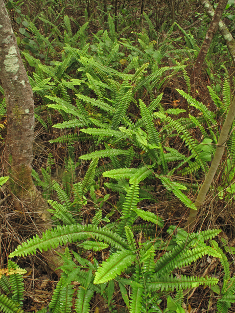 Nephrolepis exaltata ssp. hawaiiensis (Hawaiian boston fern) #45322
