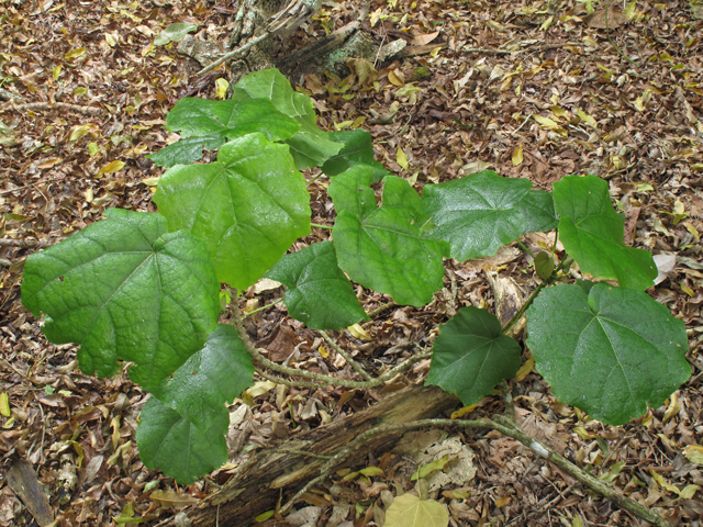 Hibiscadelphus giffardianus (Kilauea hau kuahiwi) #45326