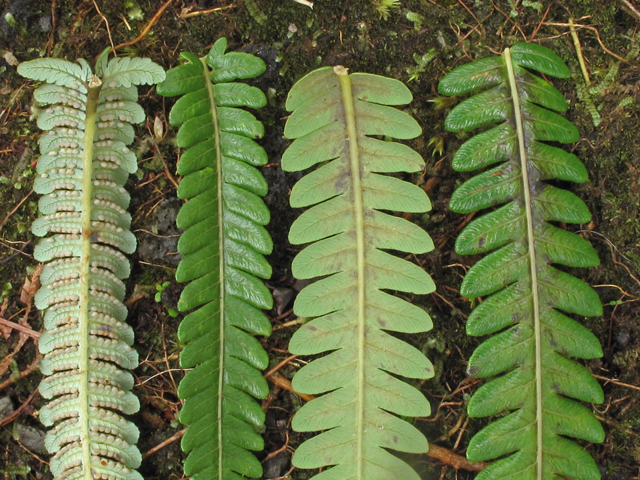 Cibotium glaucum (Hawaiian tree fern) #45337
